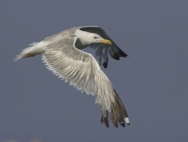 Etelänharmaalokki, Yellow-legged Gull, Larus michahellis